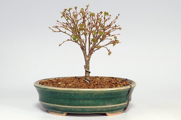 ケヤキN-5（けやき・欅）雑木盆栽を裏側から見た景色・Zelkova serrata bonsai