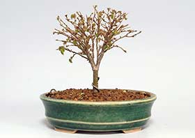 ケヤキN（けやき・欅）雑木盆栽の成長記録-5・Zelkova serrata bonsai