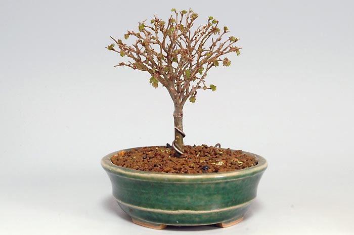 ケヤキN-5（けやき・欅）雑木盆栽を右側から見た景色・Zelkova serrata bonsai