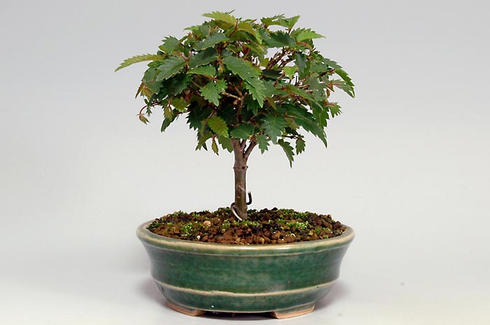 ケヤキN-6（けやき・欅）雑木盆栽を裏側から見た景色・Zelkova serrata bonsai