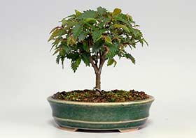 ケヤキN（けやき・欅）雑木盆栽の成長記録-6・Zelkova serrata bonsai