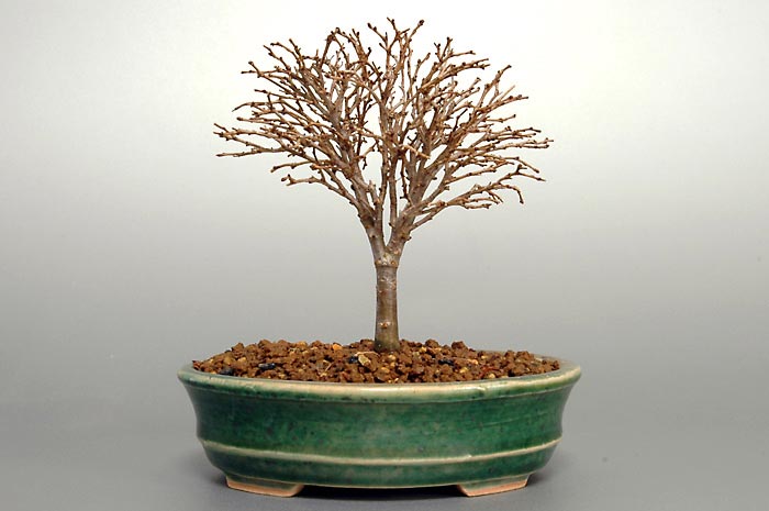 ミニ盆栽・ケヤキN（けやき・欅）雑木盆栽を裏側から見た景色・Zelkova serrata bonsai