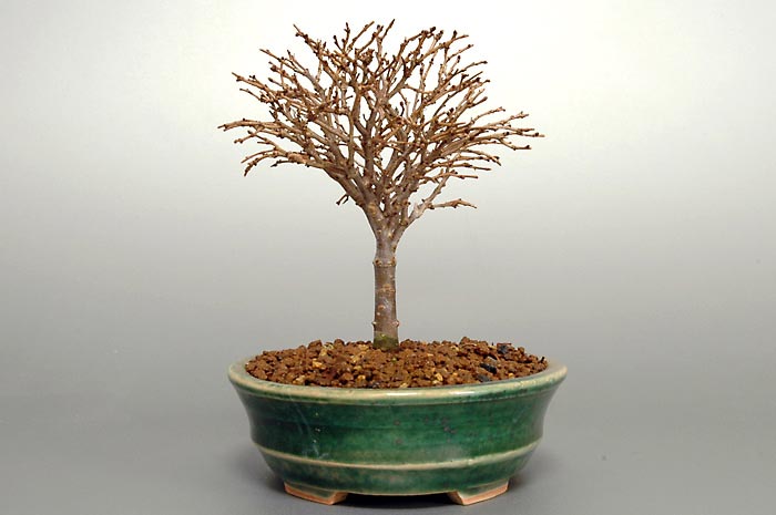 ミニ盆栽・ケヤキN（けやき・欅）雑木盆栽を右側から見た景色・Zelkova serrata bonsai