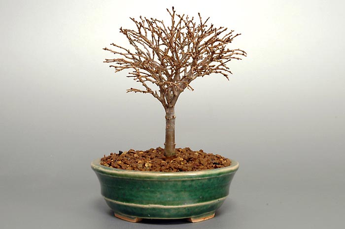 ミニ盆栽・ケヤキN（けやき・欅）雑木盆栽を左側から見た景色・Zelkova serrata bonsai