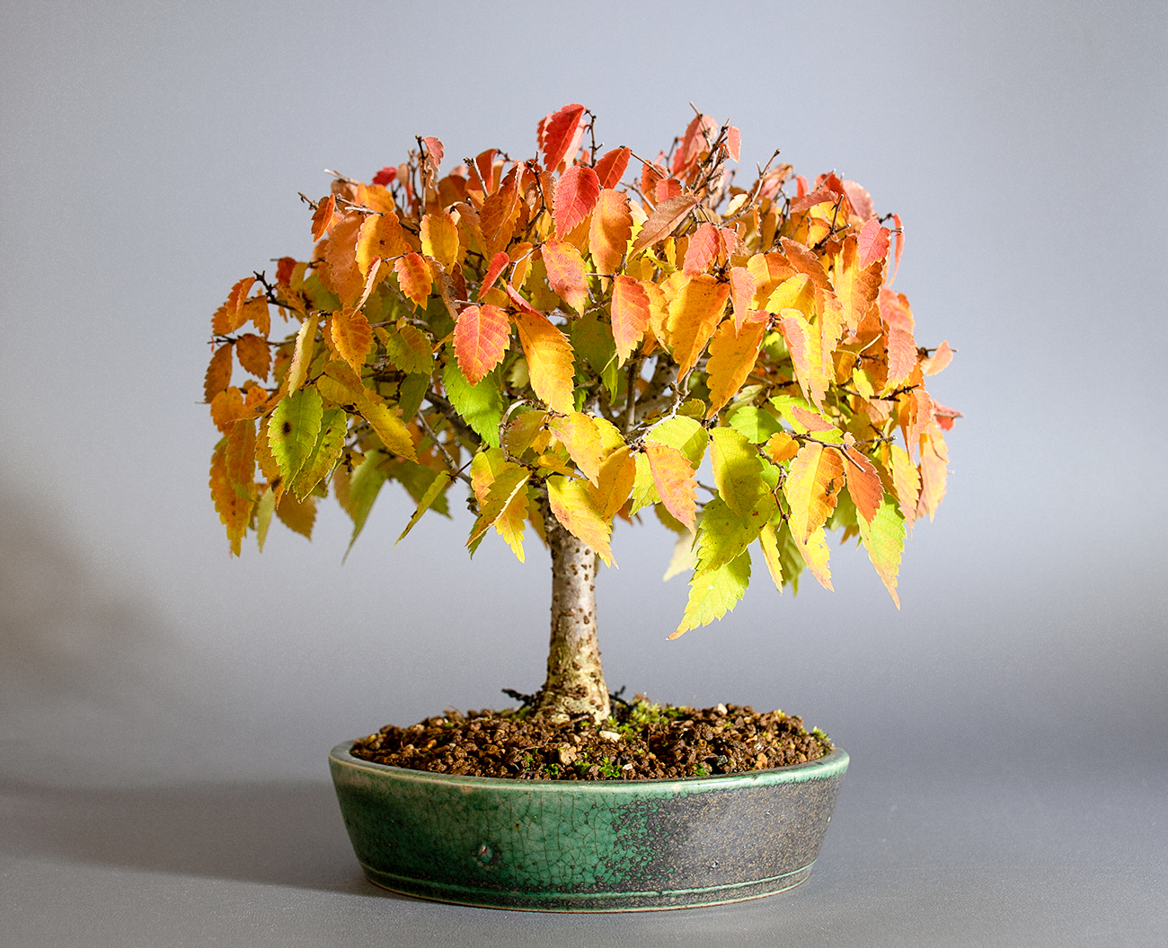 ケヤキ-N1（けやき・欅）雑木盆栽の販売と育て方・作り方・Zelkova serrata bonsai