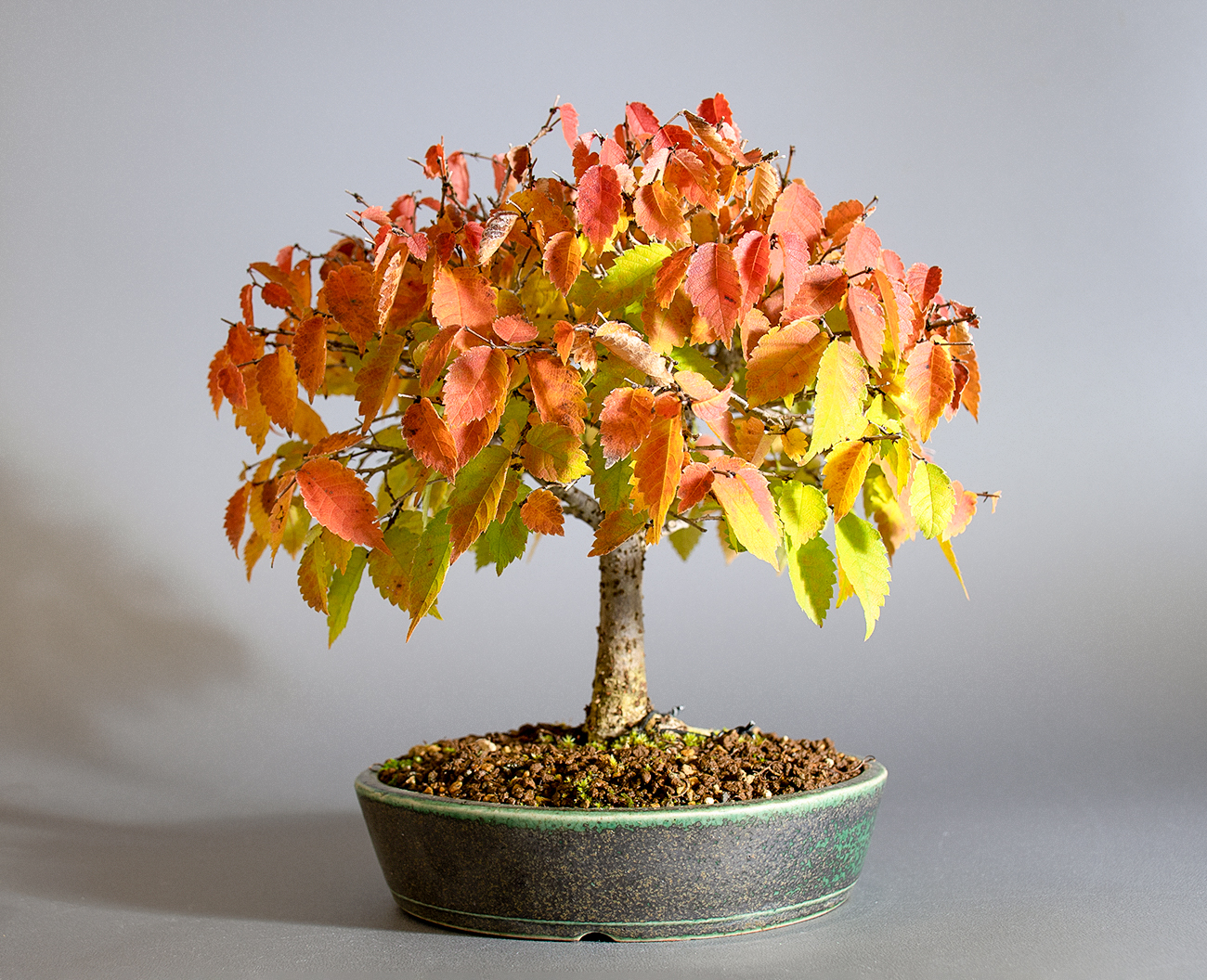 ケヤキ-N1（けやき・欅）雑木盆栽を右側から見た景色・Zelkova serrata bonsai