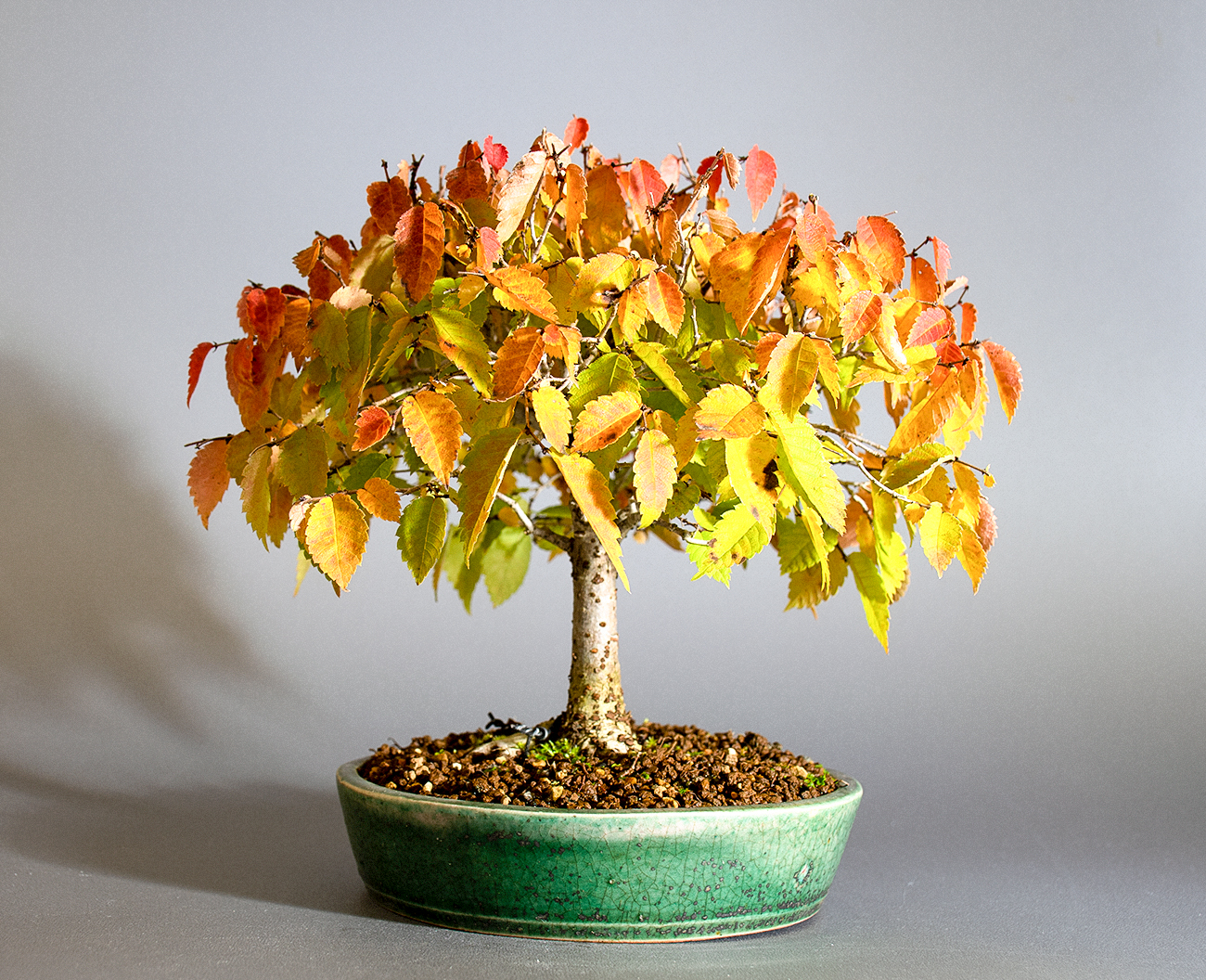 ケヤキ-N1（けやき・欅）雑木盆栽を左側から見た景色・Zelkova serrata bonsai