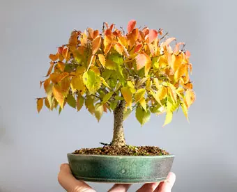 ケヤキ-N1（欅盆栽）Zelkova serrata bonsai｜おすすめの盆栽