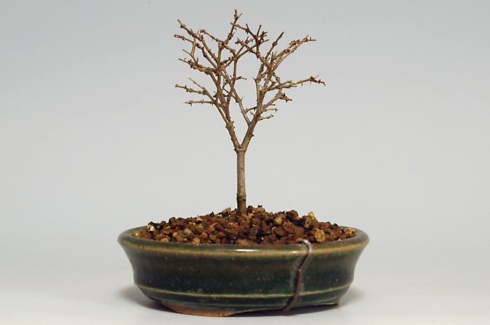 ケヤキO-1（けやき・欅）雑木盆栽の販売と育て方・作り方・Zelkova serrata bonsai