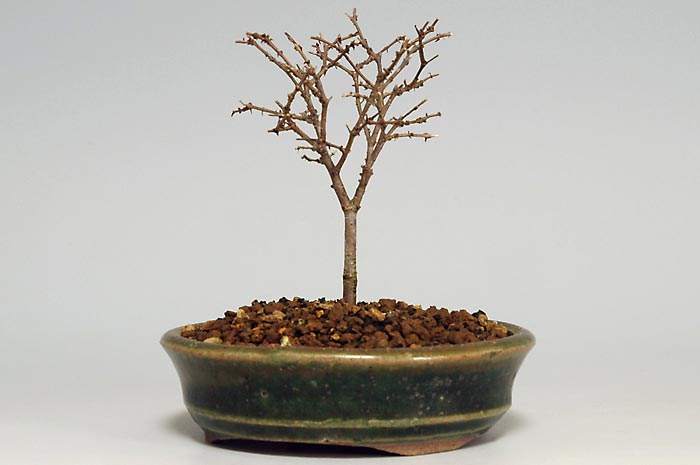 ミニ盆栽・ケヤキO-1（けやき・欅）雑木盆栽を裏側から見た景色・Zelkova serrata bonsai