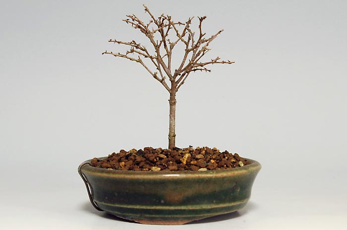 ミニ盆栽・ケヤキO-1（けやき・欅）雑木盆栽を右側から見た景色・Zelkova serrata bonsai