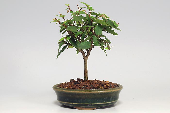 ケヤキO-2（けやき・欅）雑木盆栽の販売と育て方・作り方・Zelkova serrata bonsai