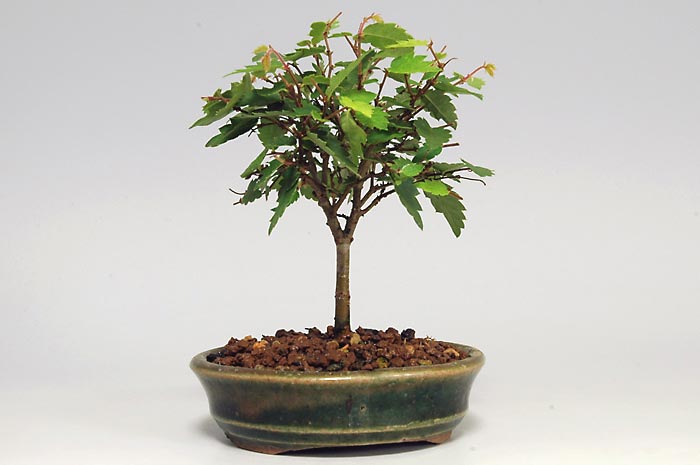 ミニ盆栽・ケヤキO-2（けやき・欅）雑木盆栽を裏側から見た景色・Zelkova serrata bonsai