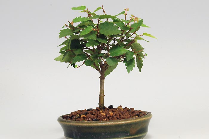 ミニ盆栽・ケヤキO-2（けやき・欅）雑木盆栽を右側から見た景色・Zelkova serrata bonsai