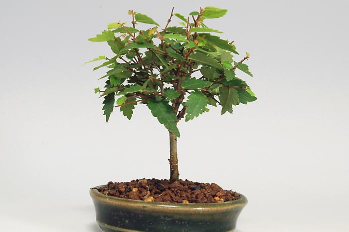 ミニ盆栽・ケヤキO-2（けやき・欅）雑木盆栽を左側から見た景色・Zelkova serrata bonsai