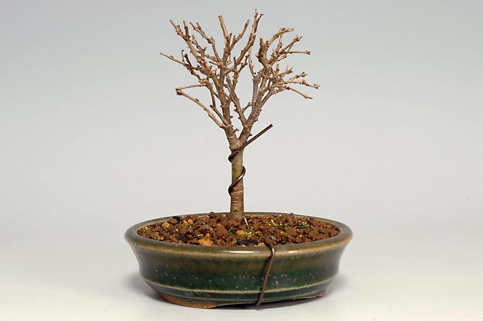 ミニ盆栽・ケヤキO（けやき・欅）雑木盆栽を裏側から見た景色・Zelkova serrata bonsai