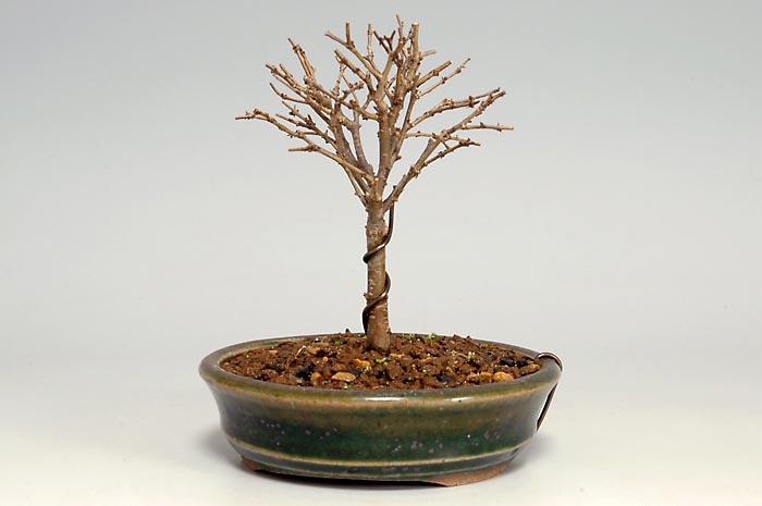 ミニ盆栽・ケヤキO（けやき・欅）雑木盆栽を右側から見た景色・Zelkova serrata bonsai