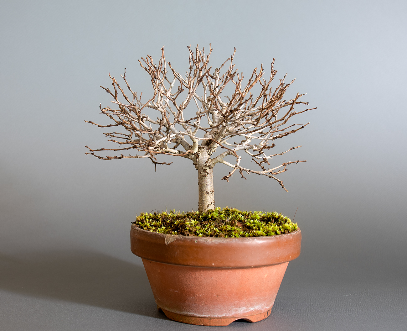 ケヤキ-O1（けやき・欅）雑木盆栽の販売と育て方・作り方・Zelkova serrata bonsai