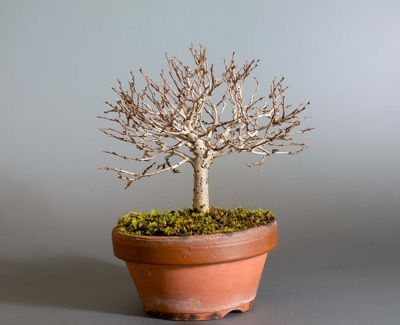 ケヤキ-O1（けやき・欅）雑木盆栽を裏側から見た景色・Zelkova serrata bonsai