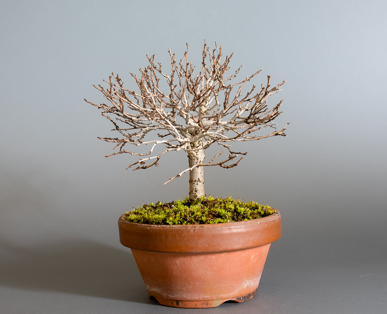 ケヤキ-O1（けやき・欅）雑木盆栽を右側から見た景色・Zelkova serrata bonsai