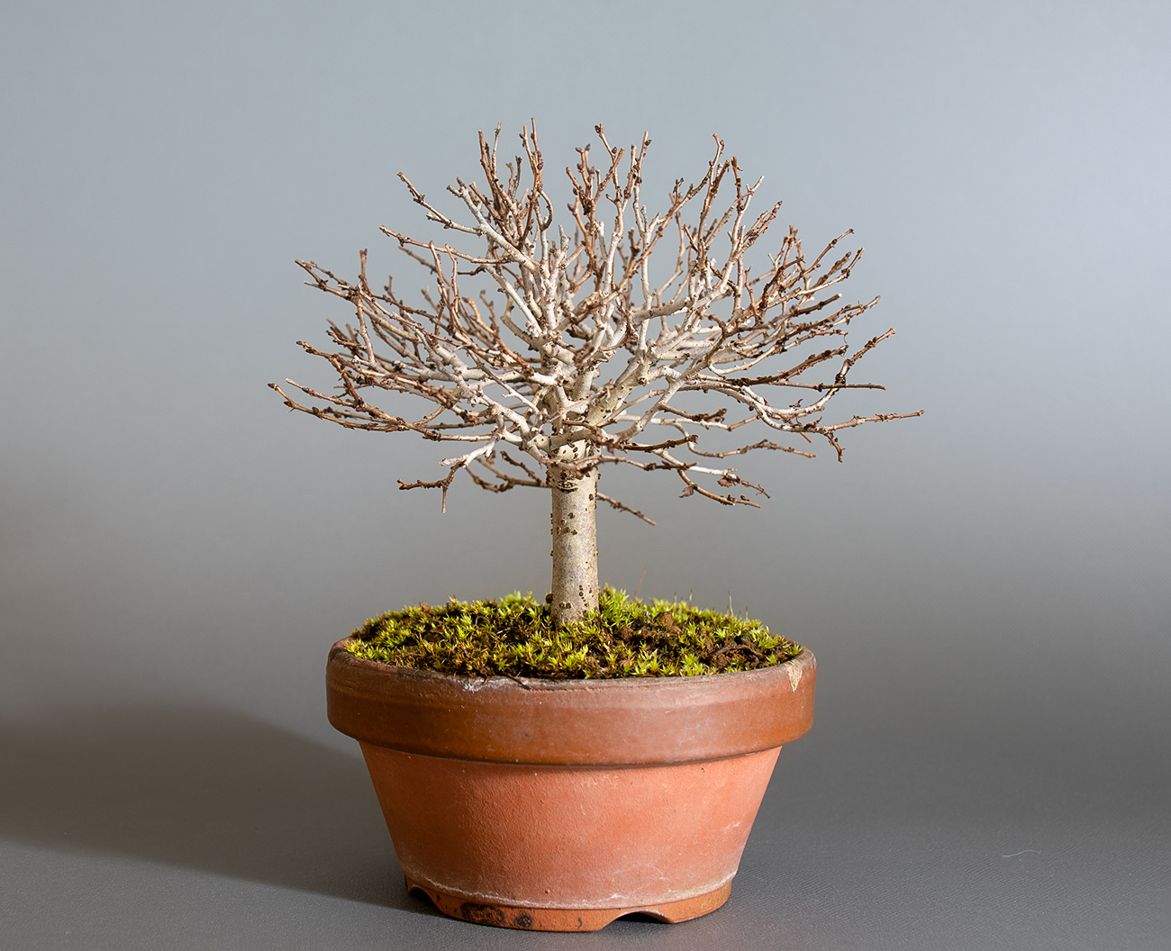 ケヤキ-O1（けやき・欅）雑木盆栽を左側から見た景色・Zelkova serrata bonsai