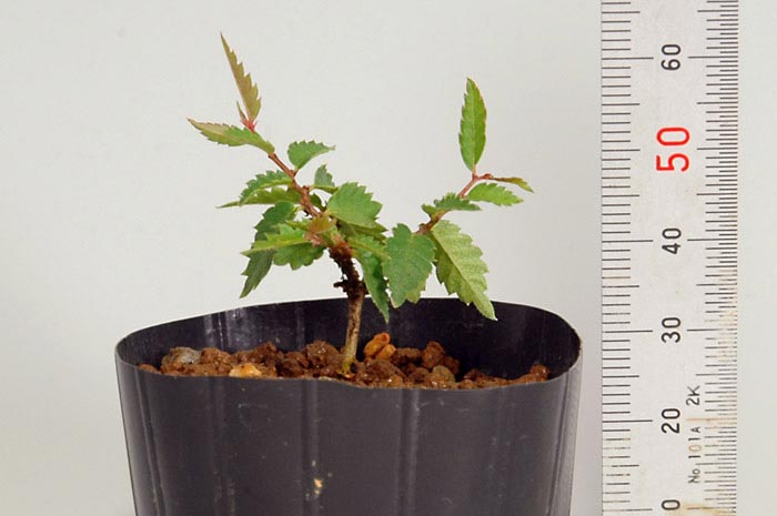 ケヤキS-1（けやき・欅）雑木盆栽の販売と育て方・作り方・Zelkova serrata bonsai