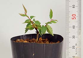 ケヤキS（けやき・欅）雑木盆栽の成長記録-1・Zelkova serrata bonsai