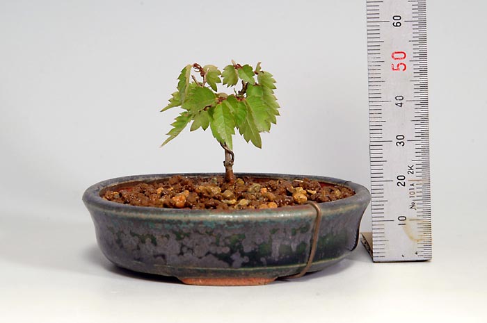 ケヤキS-2（けやき・欅）雑木盆栽の販売と育て方・作り方・Zelkova serrata bonsai