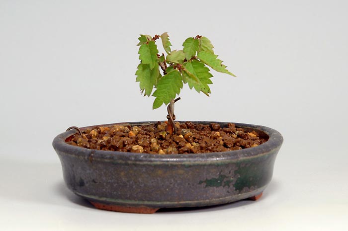 ミニ盆栽・ケヤキS-2（けやき・欅）雑木盆栽を裏側から見た景色・Zelkova serrata bonsai