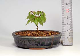 ケヤキS（けやき・欅）雑木盆栽の成長記録-2・Zelkova serrata bonsai