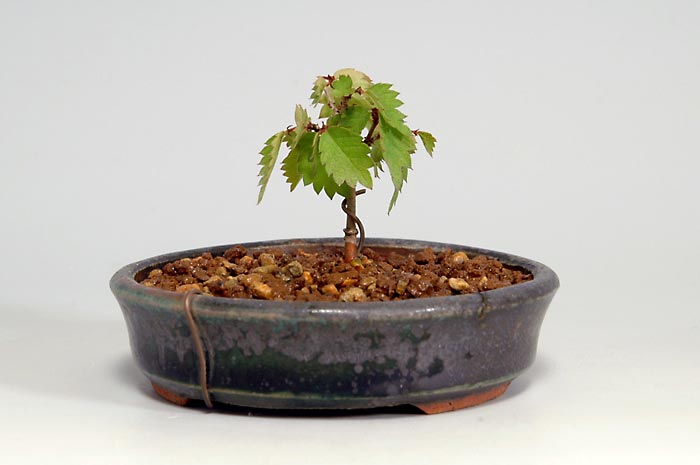 ミニ盆栽・ケヤキS-2（けやき・欅）雑木盆栽を右側から見た景色・Zelkova serrata bonsai