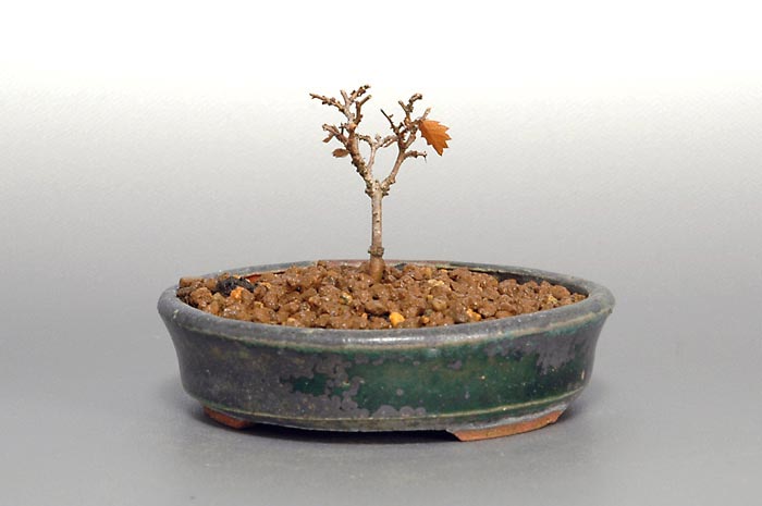 ケヤキS-3（けやき・欅）雑木盆栽の販売と育て方・作り方・Zelkova serrata bonsai