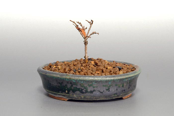 ミニ盆栽・ケヤキS-3（けやき・欅）雑木盆栽を裏側から見た景色・Zelkova serrata bonsai