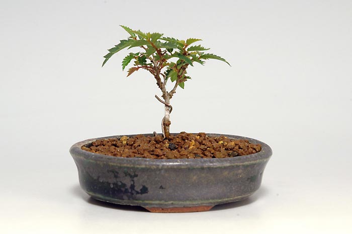 ケヤキS-4（けやき・欅）雑木盆栽の販売と育て方・作り方・Zelkova serrata bonsai