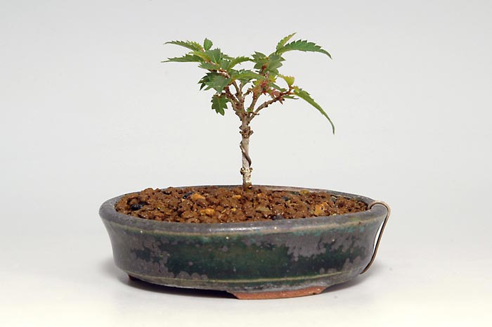 ミニ盆栽・ケヤキS-4（けやき・欅）雑木盆栽を裏側から見た景色・Zelkova serrata bonsai