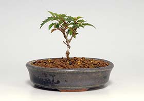 ケヤキS（けやき・欅）雑木盆栽の成長記録-4・Zelkova serrata bonsai