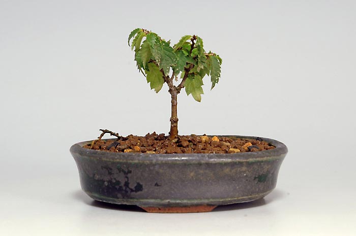 ケヤキS-5（けやき・欅）雑木盆栽の販売と育て方・作り方・Zelkova serrata bonsai