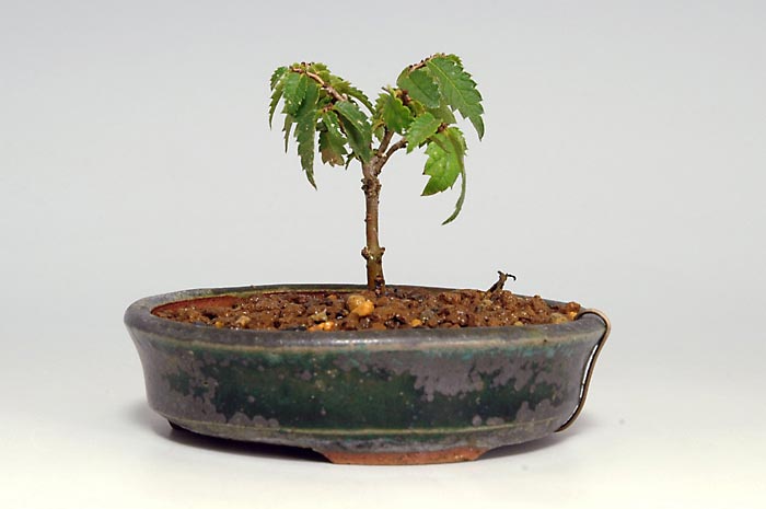 ミニ盆栽・ケヤキS-5（けやき・欅）雑木盆栽を裏側から見た景色・Zelkova serrata bonsai