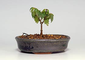ケヤキS（けやき・欅）雑木盆栽の成長記録-5・Zelkova serrata bonsai