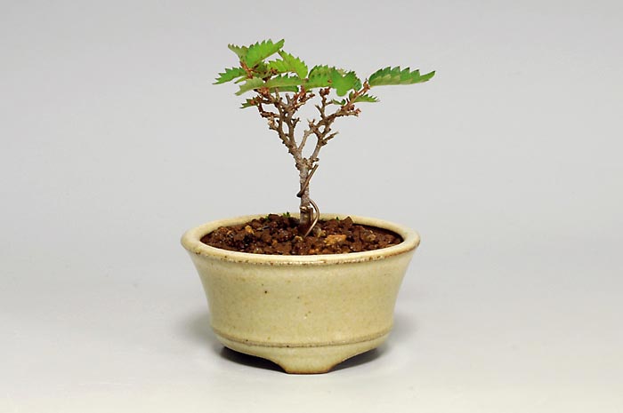 ケヤキS-6（けやき・欅）雑木盆栽の販売と育て方・作り方・Zelkova serrata bonsai