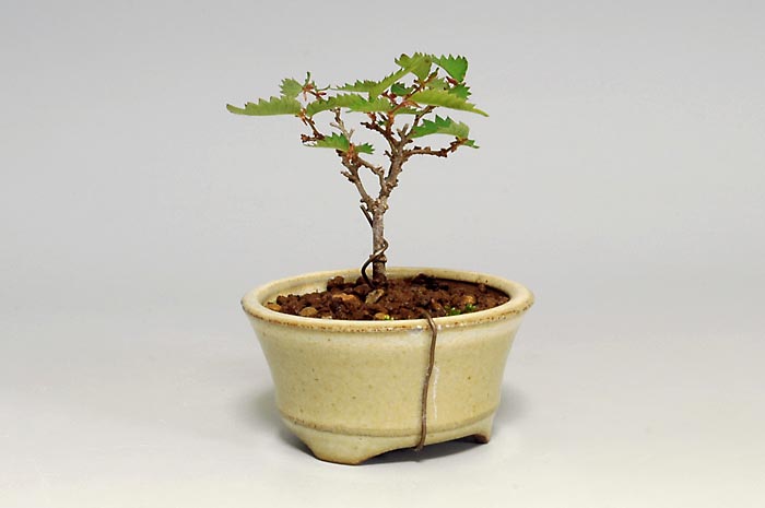 ミニ盆栽・ケヤキS-6（けやき・欅）雑木盆栽を裏側から見た景色・Zelkova serrata bonsai