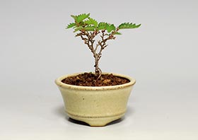 ケヤキS（けやき・欅）雑木盆栽の成長記録-6・Zelkova serrata bonsai
