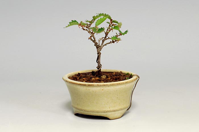 ミニ盆栽・ケヤキS-6（けやき・欅）雑木盆栽を右側から見た景色・Zelkova serrata bonsai