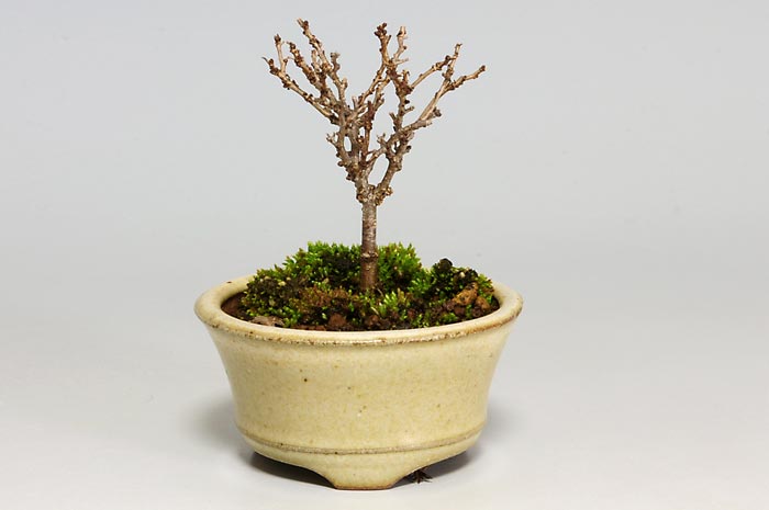 ケヤキS（けやき・欅）雑木盆栽の販売と育て方・作り方・Zelkova serrata bonsai