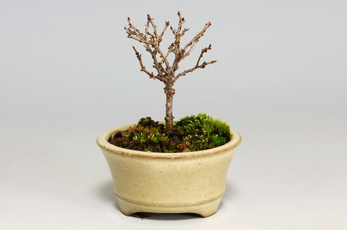 ミニ盆栽・ケヤキS（けやき・欅）雑木盆栽を右側から見た景色・Zelkova serrata bonsai