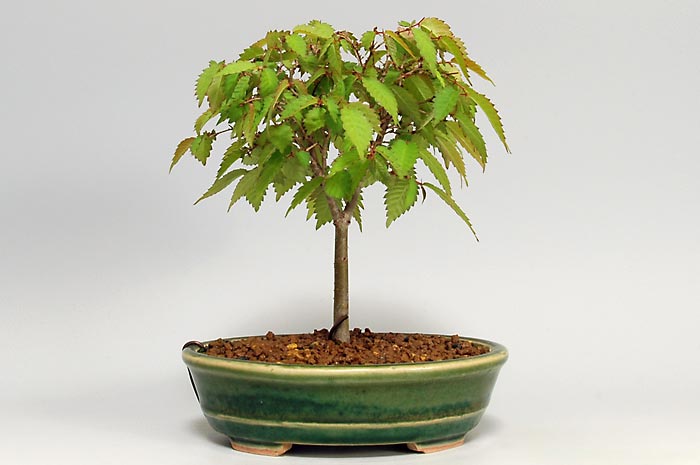 ケヤキ-T（けやき・欅）雑木盆栽の販売と育て方・作り方・Zelkova serrata bonsai