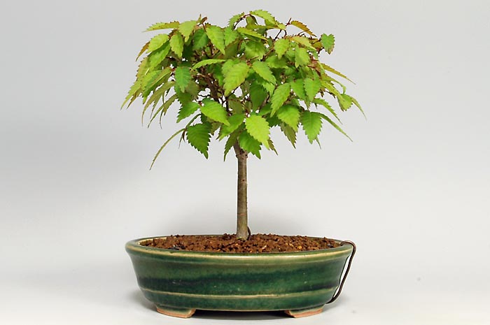 ケヤキ-T（けやき・欅）雑木盆栽を裏側から見た景色・Zelkova serrata bonsai