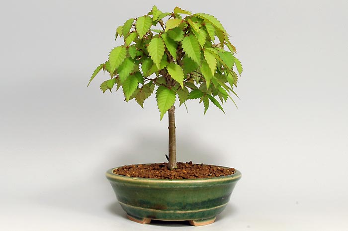 ケヤキ-T（けやき・欅）雑木盆栽を右側から見た景色・Zelkova serrata bonsai