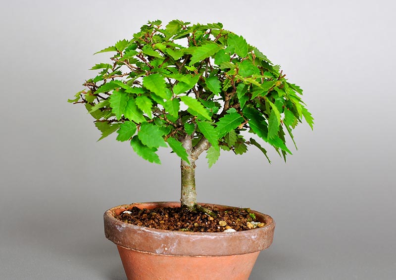 ケヤキ-U（けやき・欅）雑木盆栽の販売と育て方・作り方・Zelkova serrata bonsai