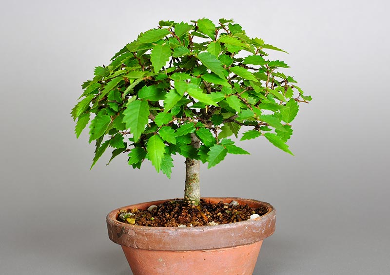 ケヤキ-U(けやき・欅)雑木盆栽を裏側から見た景色・Zelkova serrata bonsai